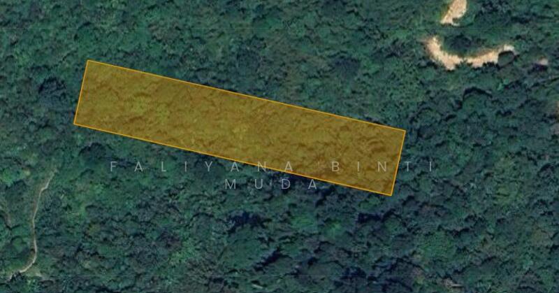 Untuk Dijual - Buluh akar