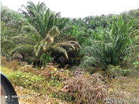 For Rent - Palm Oil Plantation + Mill for Sale – Jeli, Kelantan