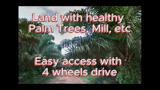 Agricultural Land for Sale in Kahang (Johor) - Wong Ye Lien PhD - PropertyGuru.com.my