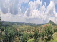 For Sale - 500 acres mix development land at Kulai for sales