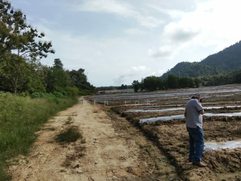 Tanah Pertanian untuk Disewa di Jitra (Kedah) - Ben Lor - Exterior - PropertyGuru.com.my