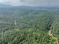 For Sale - Kelantan Gua Musang Jeli Oil Palm Plantation For Sale.