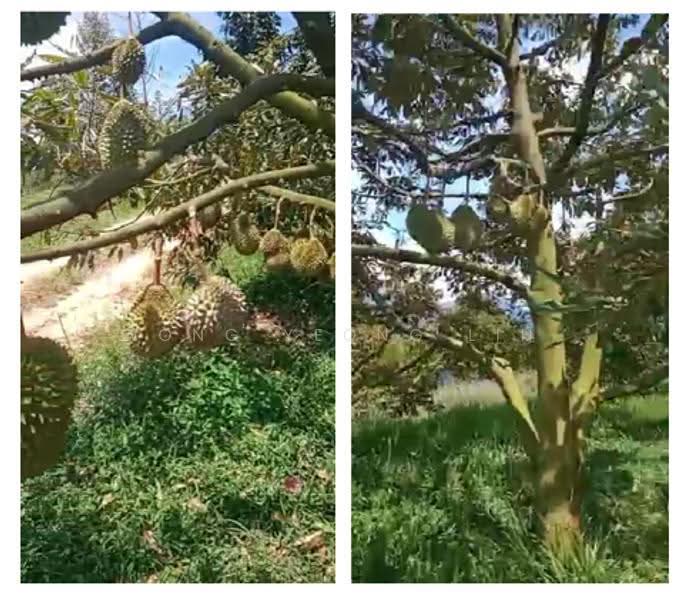 Agricultural Land for Sale in ulu yam (Batang Kali) - Wong Yeong Lih - PropertyGuru.com.my