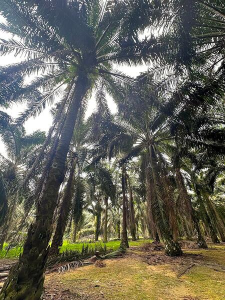 For Sale - Kota Tinggi Walk