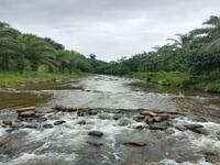 For Sale - Bongawan Oil Palm Land CL800 Acres