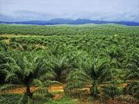 For Sale - Kunak Oil Palm Land