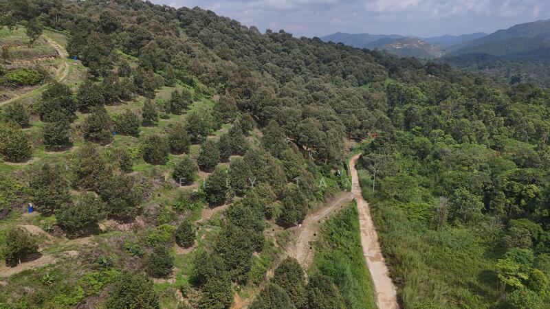 For Sale - 70 Acres Raub Durian Orchard