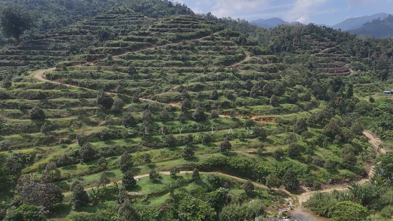 For Sale - 70 Acres Raub Durian Orchard