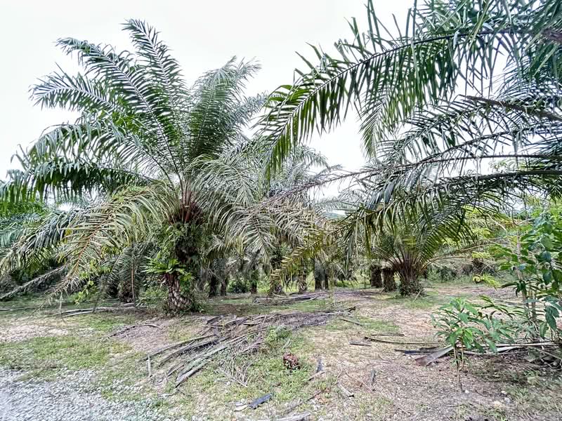 Tanah Pertanian untuk Dijual di Lukut (Port Dickson) - Kai Shwen Lai - PropertyGuru.com.my