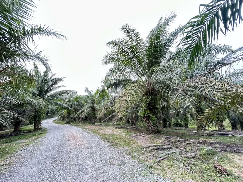 Tanah Pertanian untuk Dijual di Lukut (Port Dickson) - Kai Shwen Lai - Exterior - PropertyGuru.com.my
