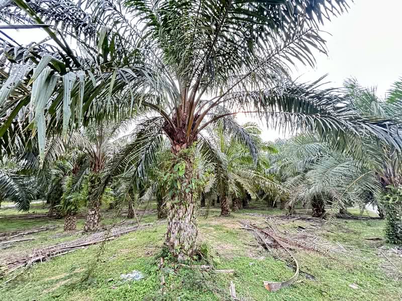 Tanah Pertanian untuk Dijual di Lukut (Port Dickson) - Kai Shwen Lai - Garden - PropertyGuru.com.my