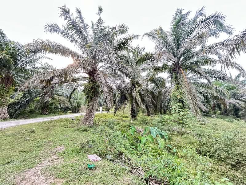 Tanah Pertanian untuk Dijual di Lukut (Port Dickson) - Kai Shwen Lai - Exterior - PropertyGuru.com.my