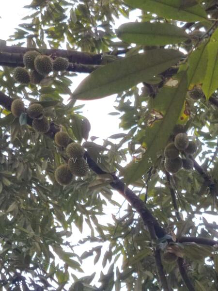 Untuk Dijual - Padang Tengku, Pahang