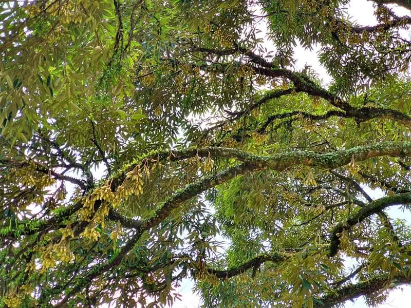 Planter haven untuk Untuk Dijual - RM 1,450,000, Mac 2026 - PropertyGuru.com.my