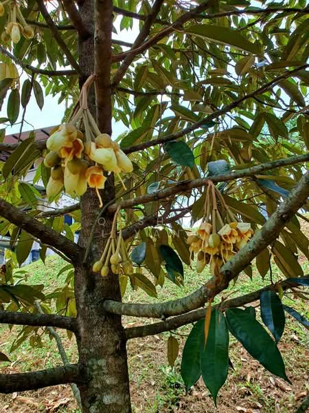 Planter haven untuk Untuk Dijual - RM 1,450,000, Mac 2026 - Exterior - PropertyGuru.com.my