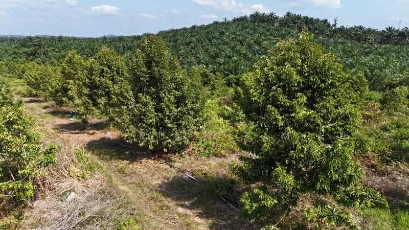 Tanah Pertanian untuk Dijual di Kangkar Baru (Yong Peng) - AIRUL NIZAM - Exterior - PropertyGuru.com.my