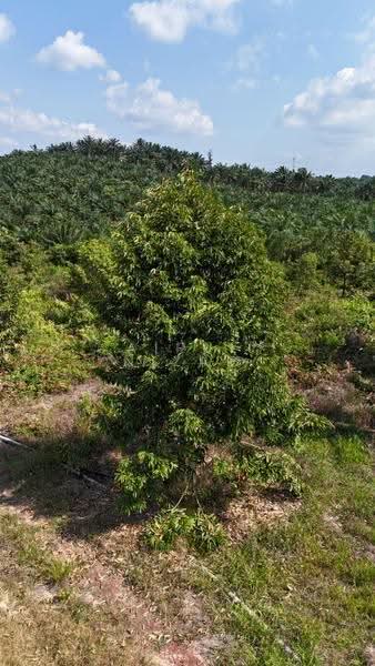 Tanah Pertanian untuk Dijual di Kangkar Baru (Yong Peng) - AIRUL NIZAM - Exterior - PropertyGuru.com.my