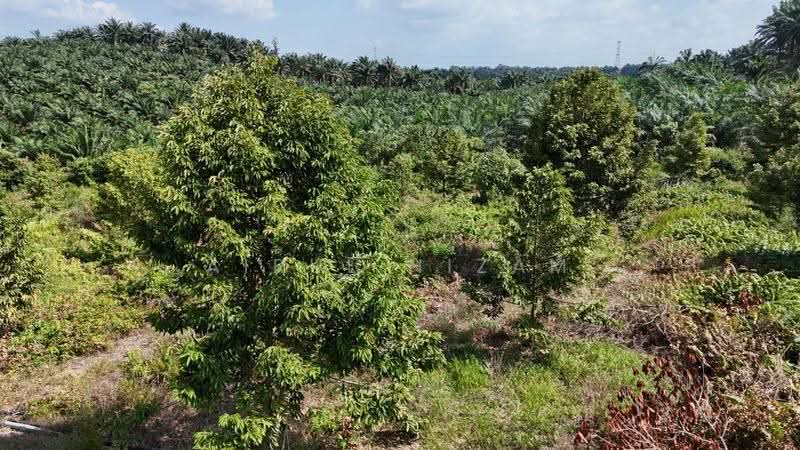 Tanah Pertanian untuk Dijual di Kangkar Baru (Yong Peng) - AIRUL NIZAM - Exterior - PropertyGuru.com.my