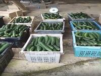 For Rent - Cameron Highlands