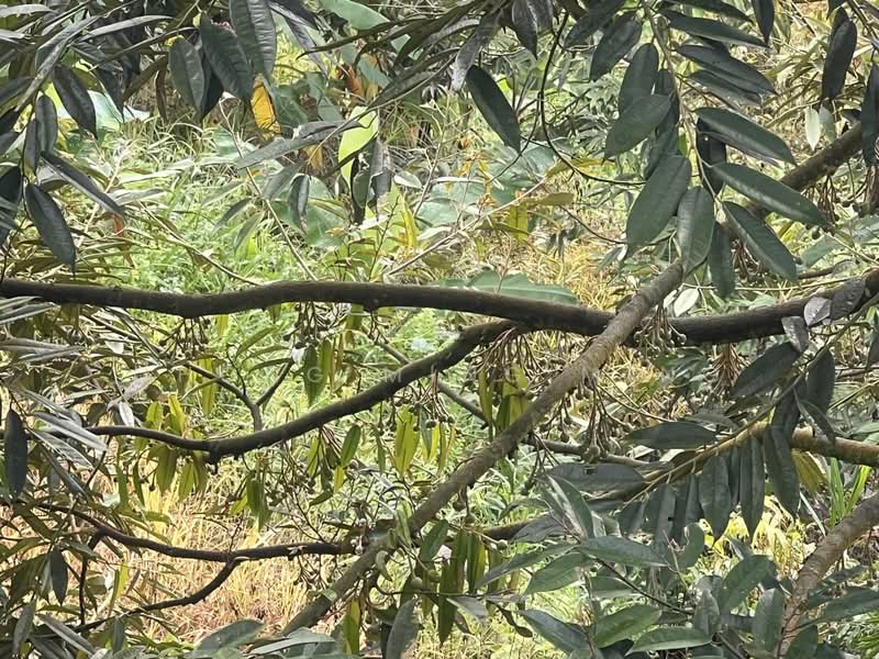 Agricultural Land for Sale in Bentong (Pahang) - Chong Ming Ming - PropertyGuru.com.my