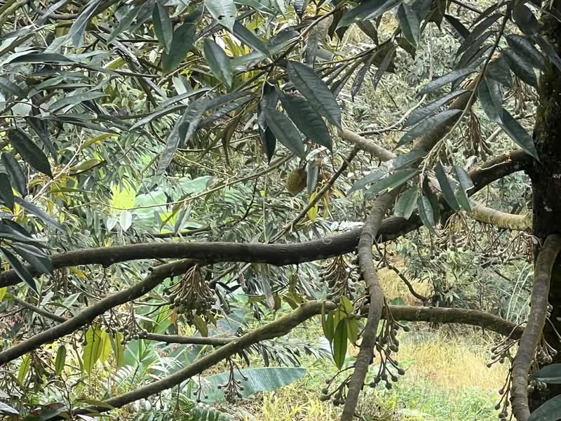 Agricultural Land for Sale in Bentong (Pahang) - Chong Ming Ming - Exterior - PropertyGuru.com.my