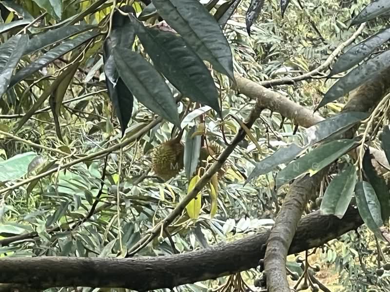 Agricultural Land for Sale in Bentong (Pahang) - Chong Ming Ming - PropertyGuru.com.my