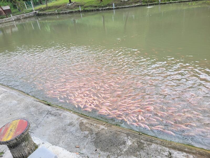 Tapak Sebelah Kolam Ternak Ikan