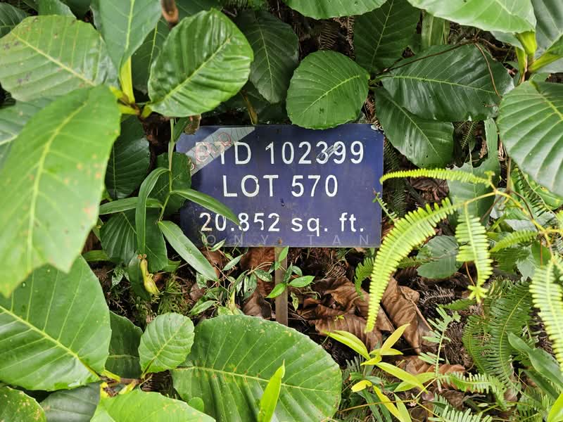 Tanah Kediaman untuk Dijual di Ledang Heights (Iskandar Puteri (Nusajaya)) - Cony Tan - PropertyGuru.com.my