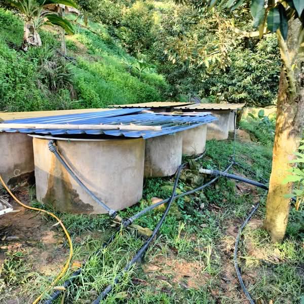 Agricultural Land for Sale in Bentong (Pahang) - Chong Ming Ming - Exterior - PropertyGuru.com.my