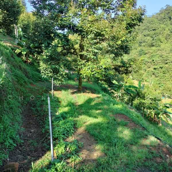 Agricultural Land for Sale in Bentong (Pahang) - Chong Ming Ming - Garden - PropertyGuru.com.my