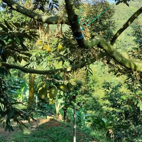 Agricultural Land for Sale in Bentong (Pahang) - Chong Ming Ming - Garden - PropertyGuru.com.my
