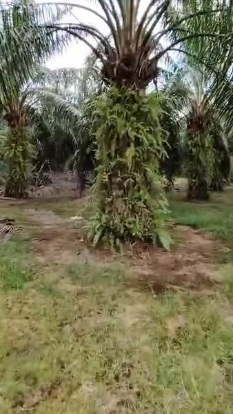 Tanah Pertanian untuk Dijual di Linggi (Negeri Sembilan) - David Cheok - Exterior - PropertyGuru.com.my