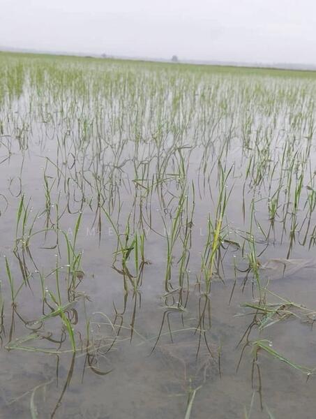 Agricultural Land for Sale in Langkap (Perak) - Amelyn Lee - Exterior - PropertyGuru.com.my