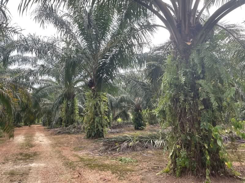 Agricultural Land for Sale in Kampung Jenderam Hulu (Dengkil) - Steven Tay - Exterior - PropertyGuru.com.my