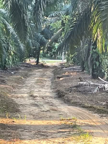 Agricultural Land for Sale in Kampung Jenderam Hulu (Dengkil) - Steven Tay - Exterior - PropertyGuru.com.my