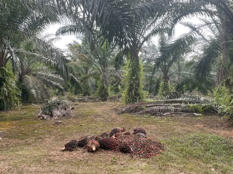 Agricultural Land for Sale in Kampung Jenderam Hulu (Dengkil) - Steven Tay - Garden - PropertyGuru.com.my