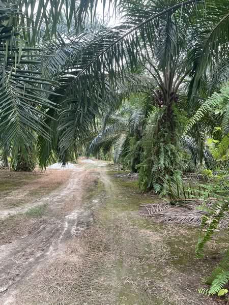 Agricultural Land for Sale in Kampung Jenderam Hulu (Dengkil) - Steven Tay - Exterior - PropertyGuru.com.my