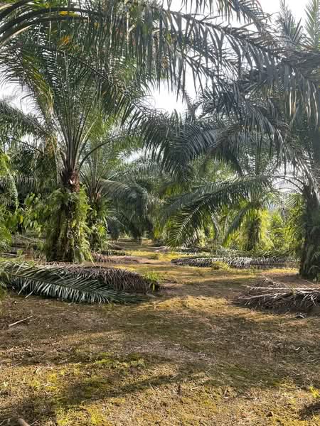 Agricultural Land for Sale in Kampung Jenderam Hulu (Dengkil) - Steven Tay - Exterior - PropertyGuru.com.my