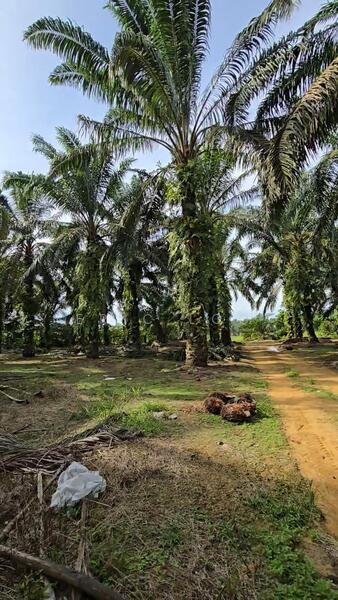 Industrial Land for Sale in Senai (Johor) - Eric Loo - Exterior - PropertyGuru.com.my