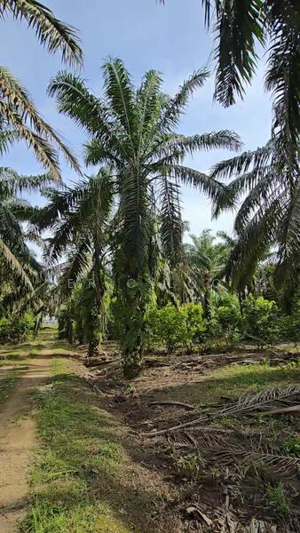 Industrial Land for Sale in Senai (Johor) - Eric Loo - Garden - PropertyGuru.com.my