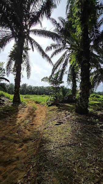 Industrial Land for Sale in Senai (Johor) - Eric Loo - Exterior - PropertyGuru.com.my