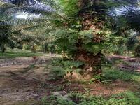 For Sale - 64 Acres Beside River Freehold Old Trees Oil Palm Cheroh Raub Batu Malim