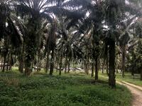 For Sale - Baling Mukim Tawar Income Generating Oil Palm Plantation Road Side