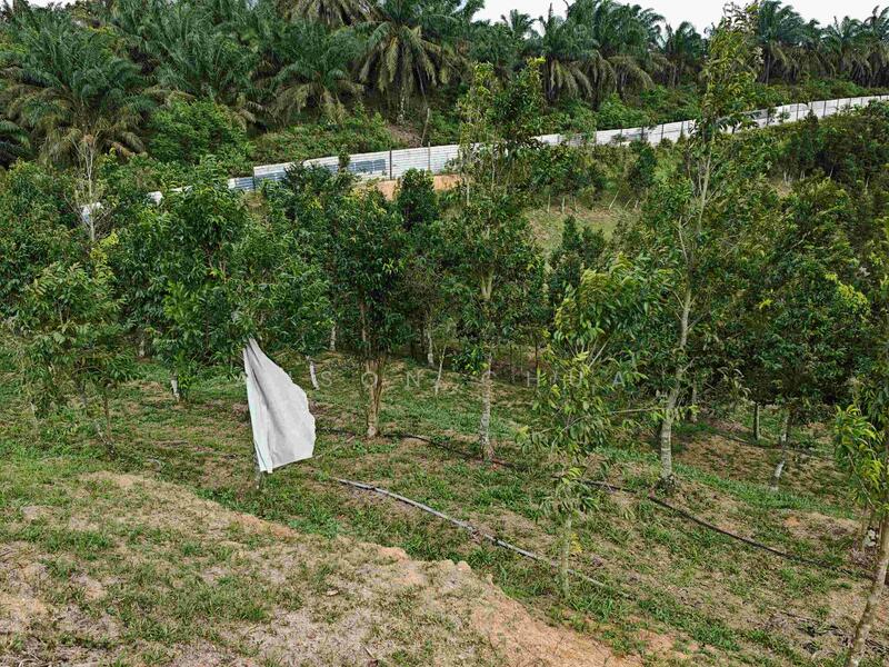 Agricultural Land for Sale in Kampung Melayu Seelong Selatan (Senai) - Anson Chua - Garden - PropertyGuru.com.my