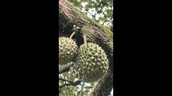 Kampung Sungai Klau untuk Untuk Dijual - RM 5,800,000, Feb 2026 - PropertyGuru.com.my