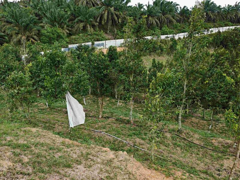Agricultural Land for Sale in Senai (Johor) - Cady Chong - Garden - PropertyGuru.com.my