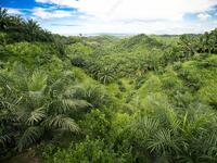 For Sale - Tongod Oil Palm Estate CL3586