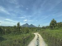 For Sale - Gerik Perak Durian Farm For Sale, Freehold, Musang King Black Thorn Planted.