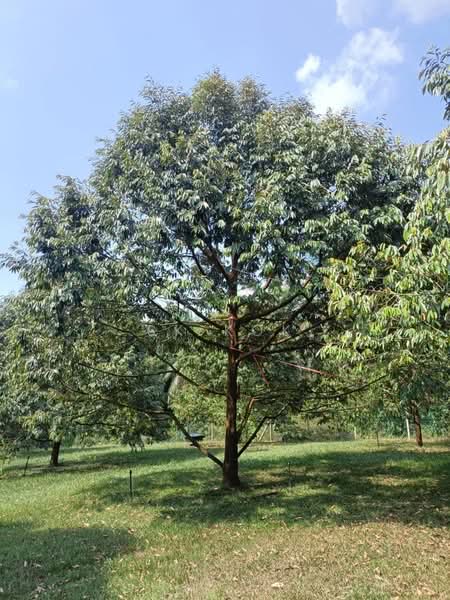 Tanah Pertanian untuk Dijual di Gopeng (Perak) - SK Kok - Garden - PropertyGuru.com.my