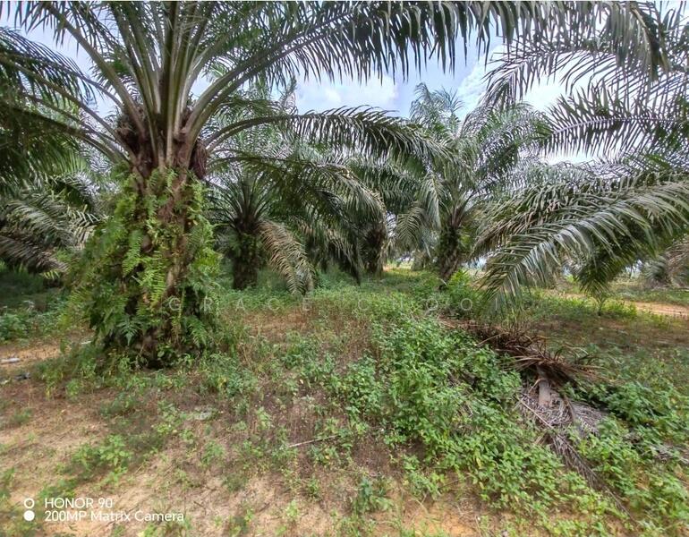 Agricultural Land for Sale in Port Dickson (Negeri Sembilan) - Grace Chooi - Exterior - PropertyGuru.com.my